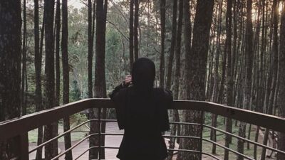 Hutan Pinus Mangunan Imogiri Bantul Yogyakarta