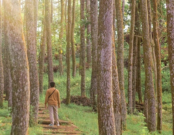 Hutan Pinus Mangunan Imogiri Bantul Yogyakarta